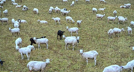 DSC00658 Flock of sheep from above