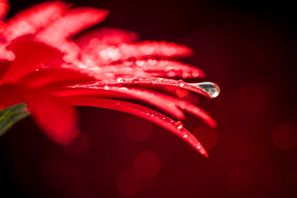 istock Gerbera flower with drops - heart shaped bokeh 1457285625
