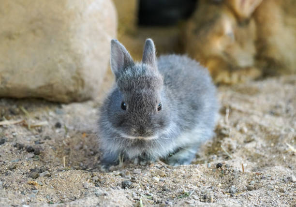 istock Portrait of a rabbit with gray fur. 1457286067
