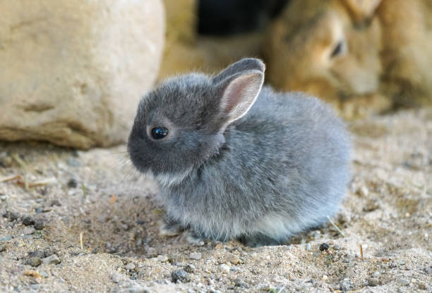 istock Portrait of a rabbit with gray fur. 1457286092