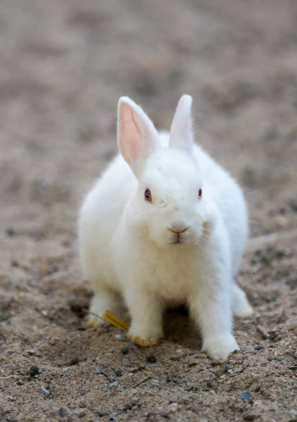 istock Portrait of a rabbit with white fur. 1457286093
