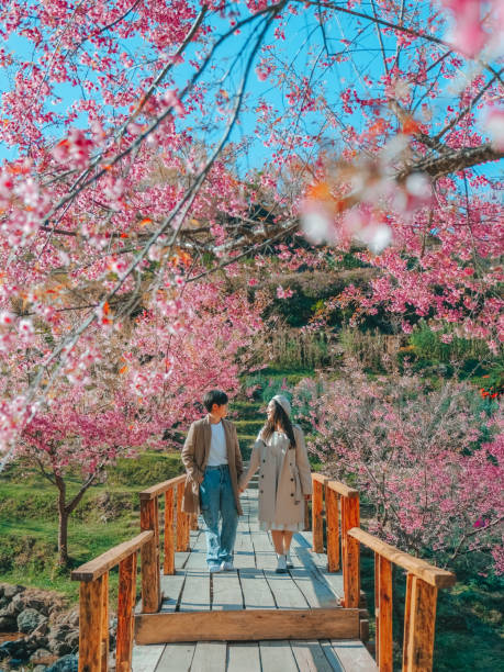 couple relaxing in the tree area of springtime sakura flower , cherry blossom nang phaya sua krong flower at , chiang mai, thailand - tree spring blossom mountain imagens e fotografias de stock