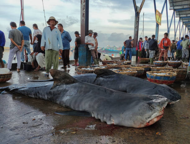 Indonesia. Aceh, January 17, 2023 -  tiger shark sold at a fishing port in Banda Aceh