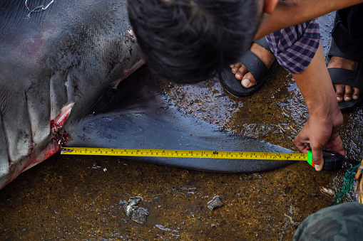 Indonesia. Aceh, January 17, 2023 - Tiger Shark Measurement at lampulo fishing port in Banda Aceh