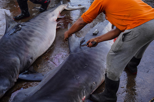 Indonesia. Aceh, January 17, 2023 - a man cuts tiger shark fins for sale within the lampulo fishing port area in Banda Aceh