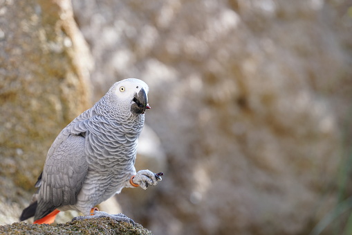 The grey parrot (African grey parrot) on a blurred tropical plants background.