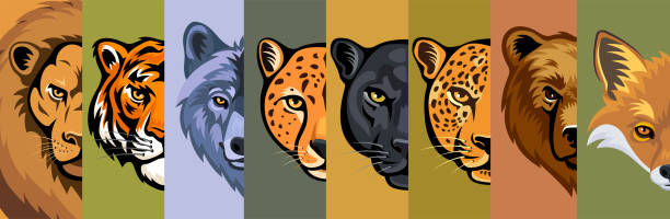 ilustrações, clipart, desenhos animados e ícones de cabeça de animais selvagens. mascote design criativo. estandarte. - tiger lion leopard cartoon