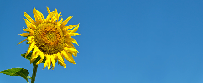 Single sunflower against a blue sky. With extra large space for text.