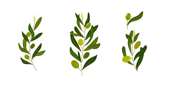 Set of olive fruit and leaf illustration