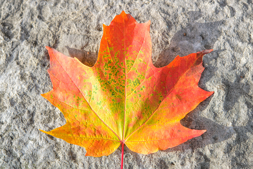 Red maple leaf on gray pebbles. Copy space.