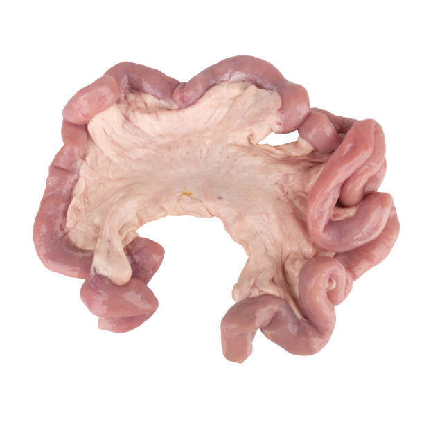 istock Fresh Pork Intestines isolated on white background 1457298530