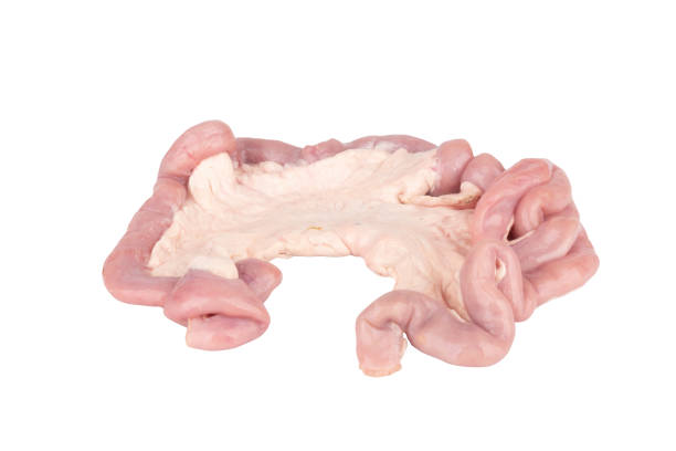 istock Fresh Pork Intestines isolated on white background 1457298534