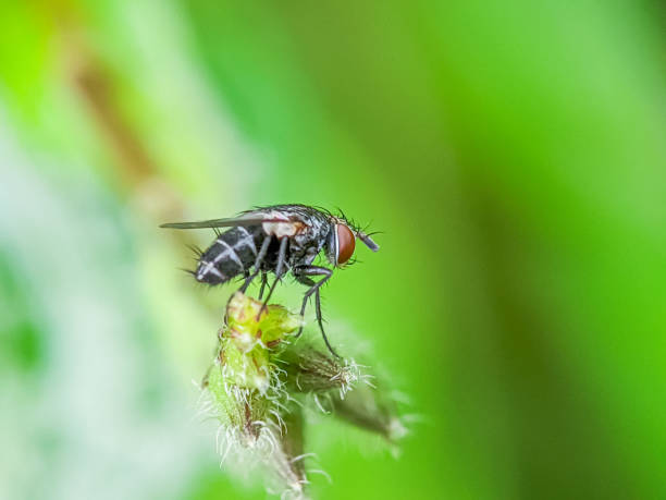 kleine schwarze fliege. - fly housefly ugliness unhygienic stock-fotos und bilder