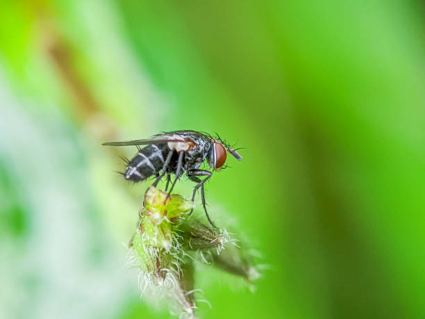 small black fly. - fly housefly ugliness unhygienic imagens e fotografias de stock