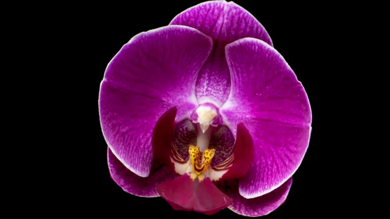 Close up time lapse of purple orchid flower blossoming on dark background