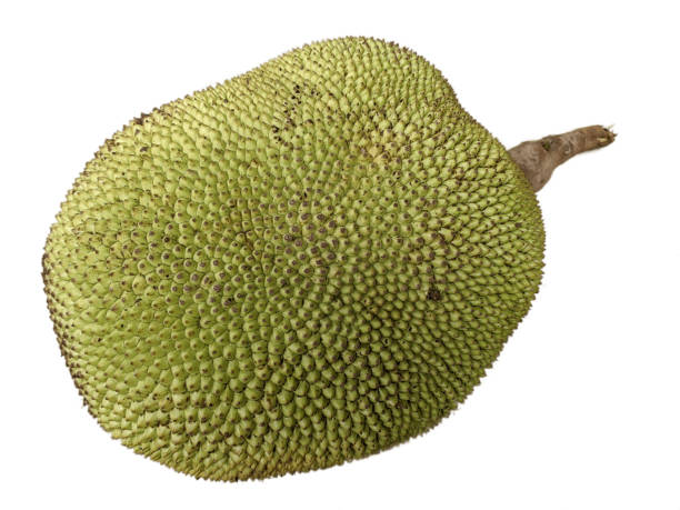 dojrzały jackfruit na odosobnionym tle - chlebowiec zdjęcia i obrazy z banku zdjęć