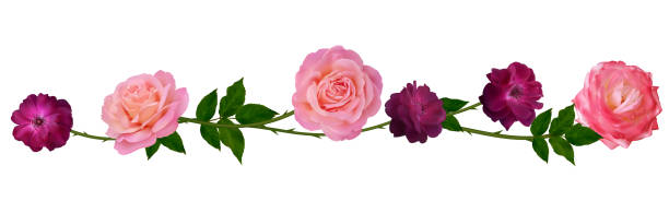 Red and pink roses. Floral pattern. Flowers. Leaves. Isolated. Red and pink roses. Floral pattern. Flowers. Leaves. Isolated. spring flower garland stock illustrations