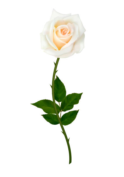 istock White Rose. Flower, isolated. Green. Leaves. Buds. Floral background. 1457309228