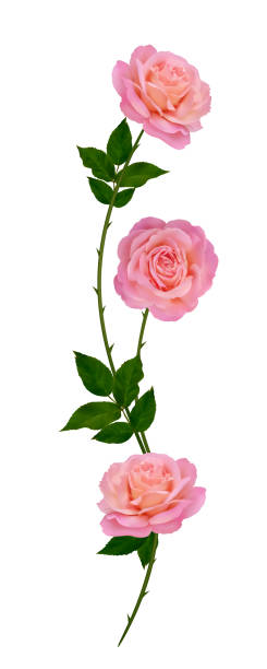 Pink roses. Beautiful flower. Bud. Floral background. Green leaves. Vector. Isolated.