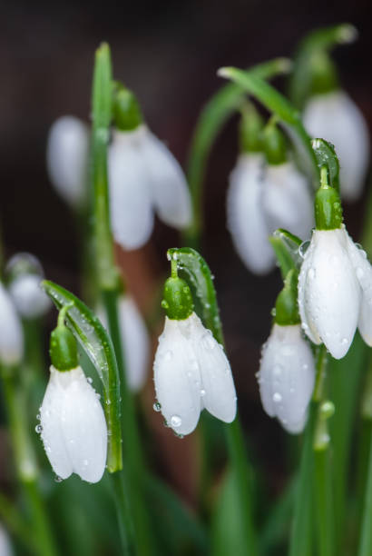 istock Close-up alpine white drooping bell-shaped snowdrops with raindrops 1457311365