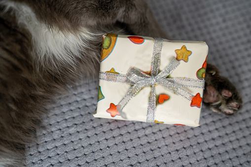 cute dreamy domestic cat paw, pet holds gift box, happy valentines day or birthday celebration, romantic animal with best wishes