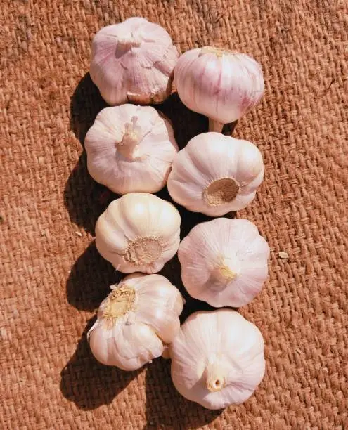 Garlic raw whole garlicbulb spice food ingredient organic health beneficial fresh allium sativum  lehsun ajo alho vegetable  ail herb closeup view image picture stock photo