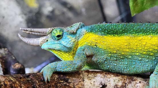Three-horned chameleon chameleon. The Jackson chameleon is a truly spectacular lizard species.