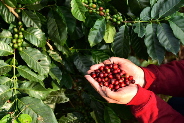 istock close up of fresh coffee beans 1457317840