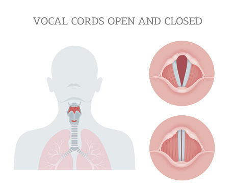 Vocal cords are folds of throat tissues that are key in creating sounds through vocalization. The size of vocal cords affects the pitch of voice.  They are composed of twin infoldings of mucous membrane stretched horizontally, from back to front, across the larynx. They vibrate, modulating the flow of air being expelled from the lungs during phonation