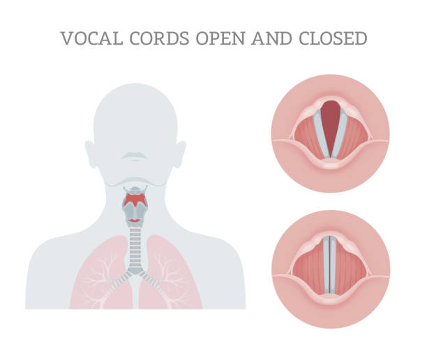 Vocal cords open and closed Vocal cords are folds of throat tissues that are key in creating sounds through vocalization. The size of vocal cords affects the pitch of voice.  They are composed of twin infoldings of mucous membrane stretched horizontally, from back to front, across the larynx. They vibrate, modulating the flow of air being expelled from the lungs during phonation chord stock illustrations
