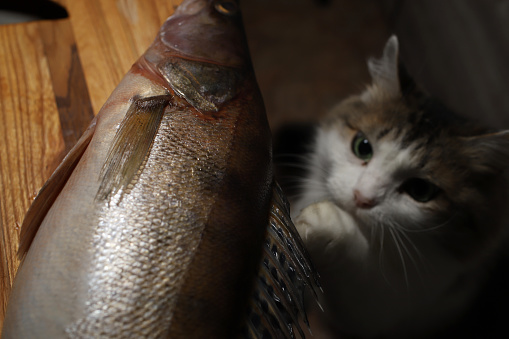 the cat thief is trying to steal fish from the kitchen table