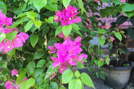 Photo of the bougainvillea veranera plant, taken from the close-up angle