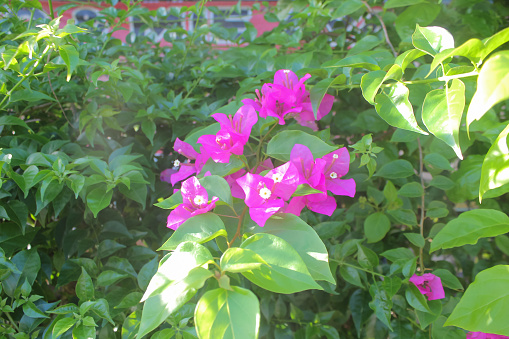 Photo of the bougainvillea veranera plant, taken from the close-up angle