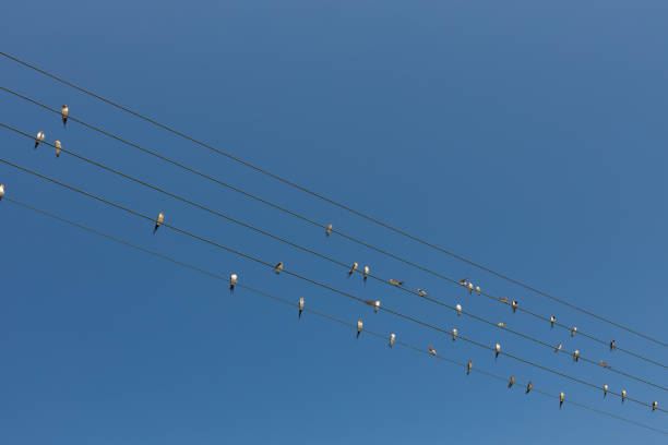 Many birds on power line cable, clear sky.