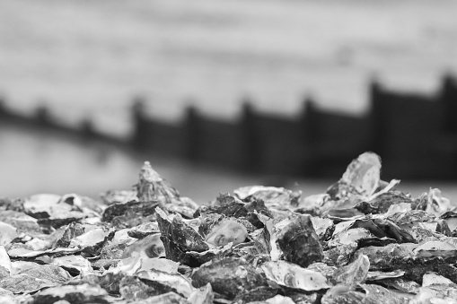 Oyster Shells on Whitstable Beach in Kent, England