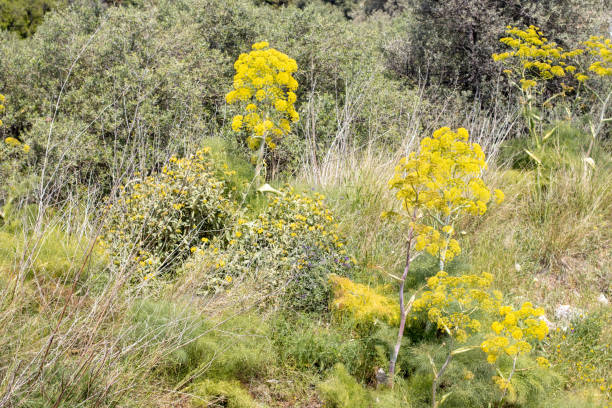 Giant Fennel (Ferula communis) at Rethymnon on Crete, Greece