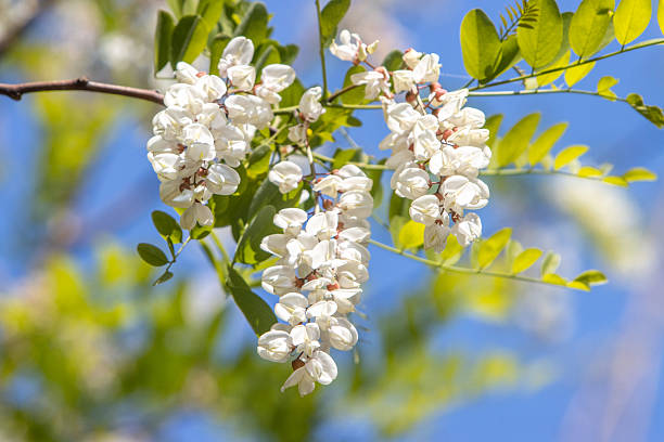 Blossoming branch of Acacia isolated on white background. Black Locust