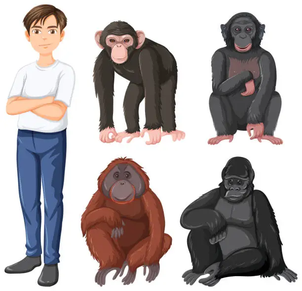 Vector illustration of Five different types of great apes