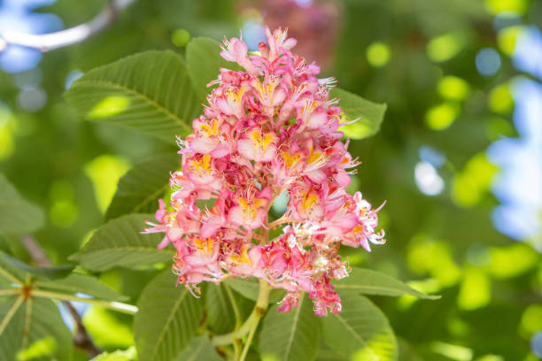 Red Horse-Chestnut (Aesculus x carnea) at Rethymnon on Crete, Greece. This is a hybrid of the European horse chestnut (Aesculus hippocastanum) and the American red buckeye (Aesculus pavia)