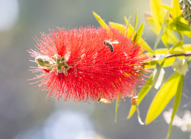 Bottlebrush Plant (Callistemon citrinus) at Rethymnon Town on Crete, Greece