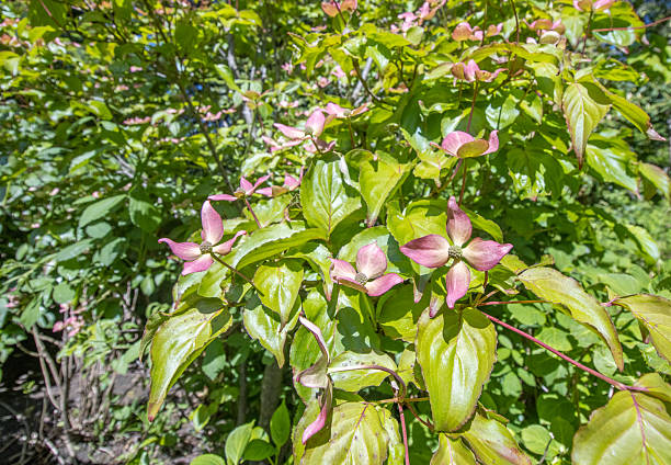 Pink Dogwood Blossoms isolated on white background