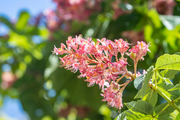 Red Horse-Chestnut (Aesculus x carnea) at Rethymnon on Crete, Greece. This is a hybrid of the European horse chestnut (Aesculus hippocastanum) and the American red buckeye (Aesculus pavia)