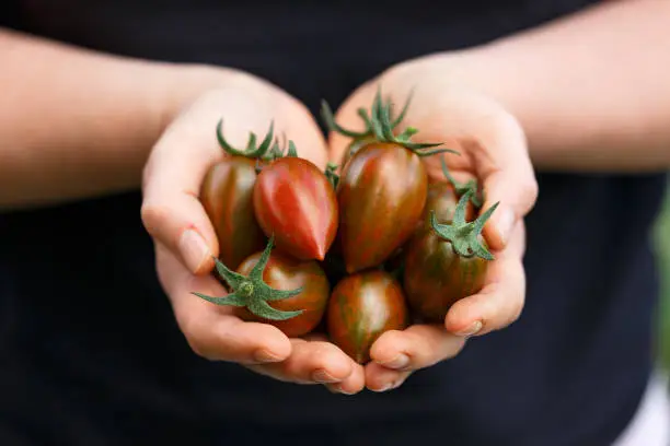 Fresh Shimmer tomatoes in farmers, gardeners hands. Harvesting tomatoes.