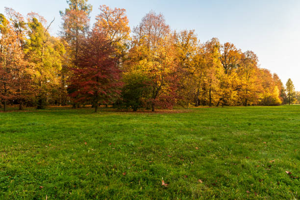 istock Autumn public park with meadow, colorful trees and clear sky 1457335778