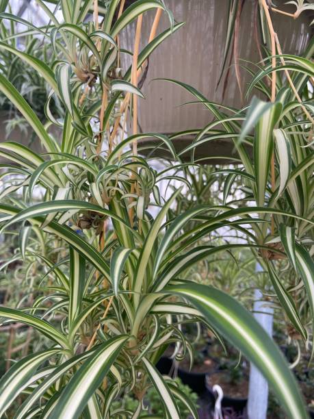 istock Variegated Spider plant with spiders 1457337170
