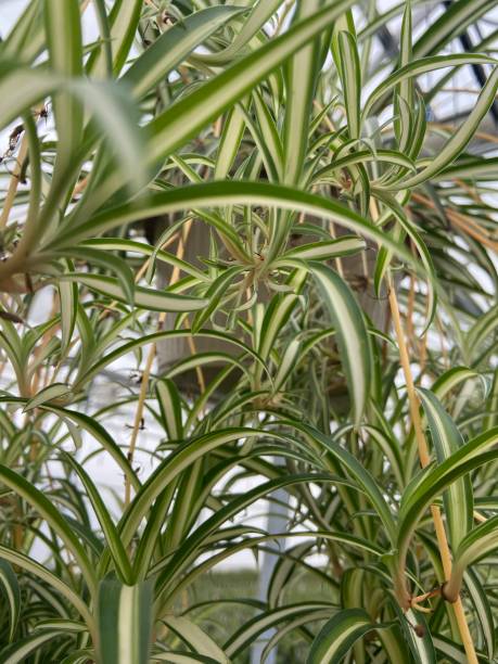 istock Variegated spider plant in a hanging basket. 1457337192