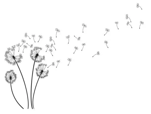 Vector illustration of Dandelion wind blow background. Black silhouette with flying dandelion buds on white. Abstract flying blow dandelion seeds. Decorative graphics for printing. Floral scene design