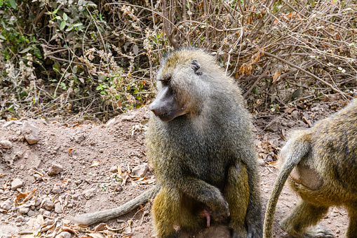 Delousing, a Chacma baboon raises its left paw (South Africa)