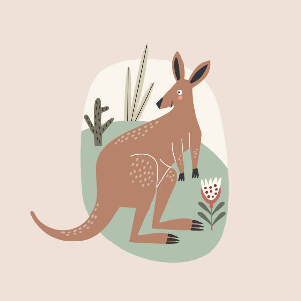 ilustraciones, imágenes clip art, dibujos animados e iconos de stock de lindo canguro australiano, ilustración vectorial estilo de dibujos animados. - kangaroo animal humor fun