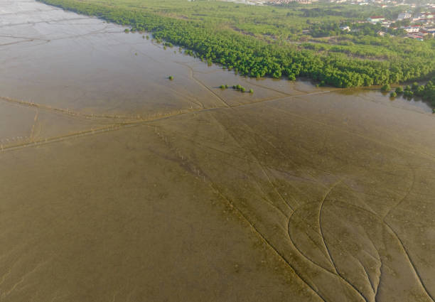Green mangrove forest with morning sunlight. Mangrove ecosystem. Natural carbon sinks. Mangroves capture CO2 from the atmosphere. Blue carbon ecosystems. Mangroves absorb carbon dioxide emissions. bosque de manglar verde con luz solar de la mañana. ecosistema de manglar. susureros naturales de carbono. los manglares capturan co2 de la atmósfera. ecosistemas de carbono azul. los manglares absorben las emisiones de dióxido de carbono.